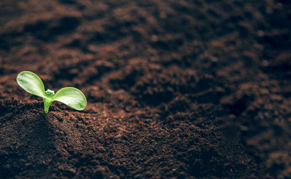 “Sembrar en la oscuridad” no es una acción ciega o ingenua, sino el acto más realista y fecundo posible, porque se funda en la realidad de un Dios que da sin medida y en el misterio de la libertad humana. 